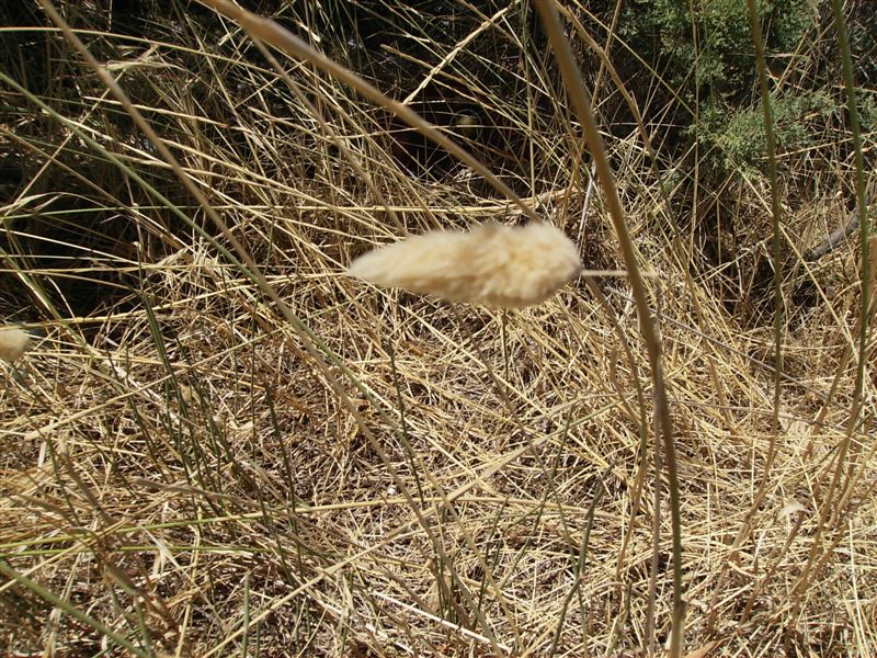Lagurus ovatus
